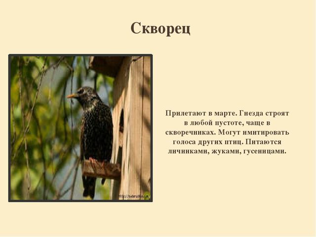 Презентация "Перелетные птицы родного края".