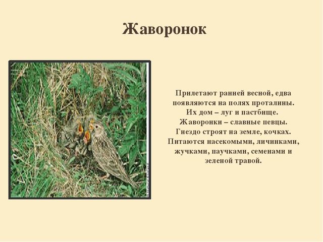 Презентация "Перелетные птицы родного края".