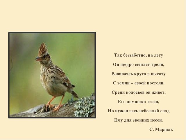 Презентация "Перелетные птицы родного края".