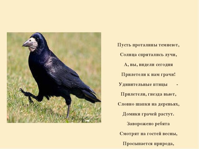 Презентация "Перелетные птицы родного края".