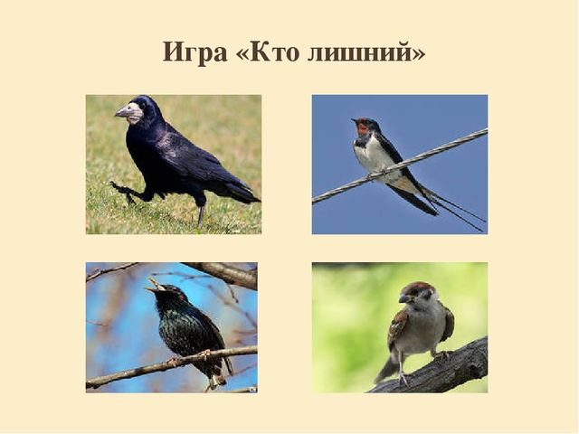 Презентация "Перелетные птицы родного края".