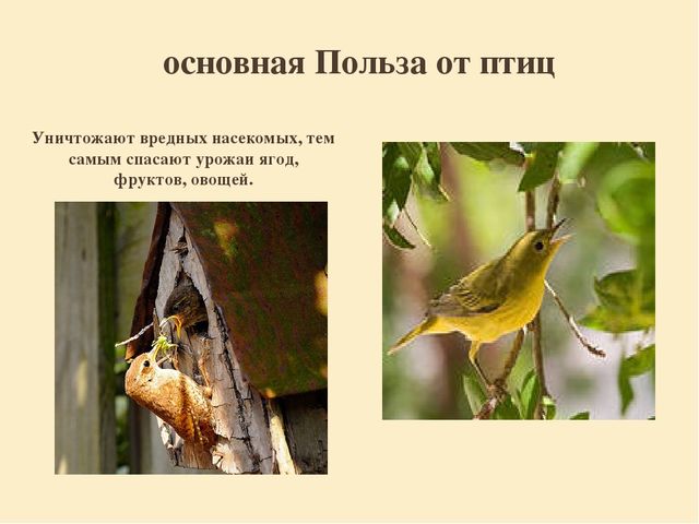 Презентация "Перелетные птицы родного края".