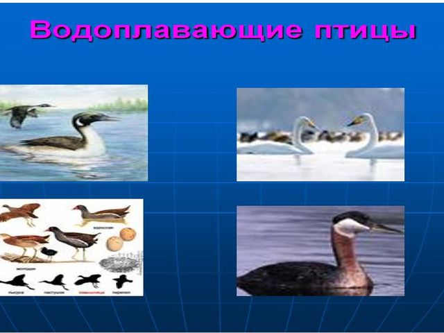 Презентация к Конспекту занятия по развитию речи в подготовительной группе Тема: «Пернатые друзья».