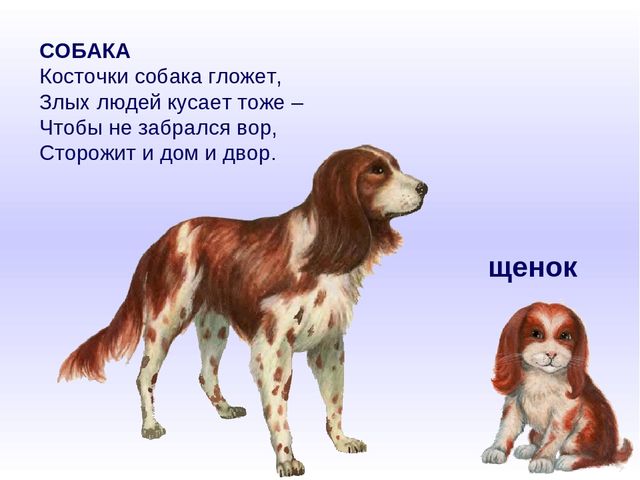 Презентация к занятию по развитию речи на тему "Домашние животные и их детеныши"