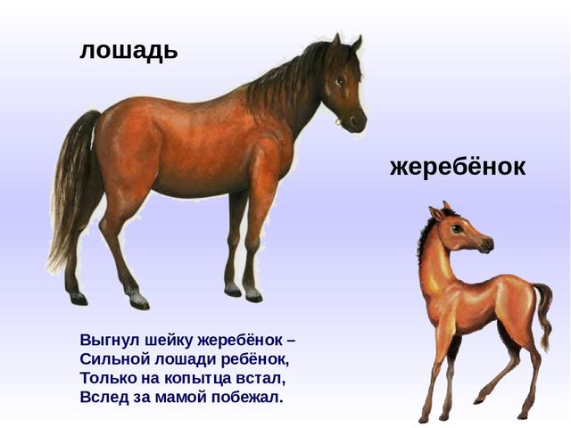 Презентация к занятию по развитию речи на тему "Домашние животные и их детеныши"