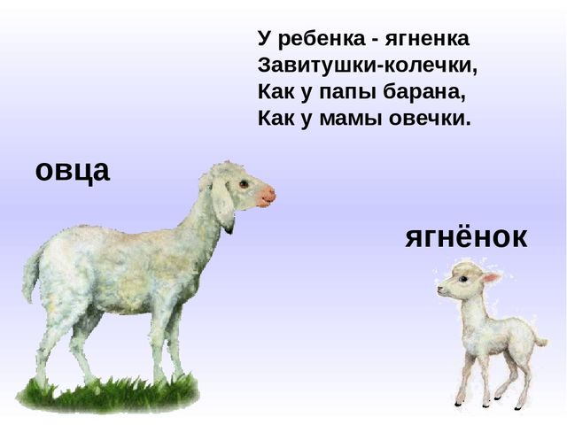 Презентация к занятию по развитию речи на тему "Домашние животные и их детеныши"