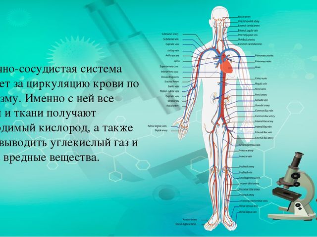Презентация по ознакомлению с миром природы.Тема: Строение человека. Сердечно-сосудистая система.