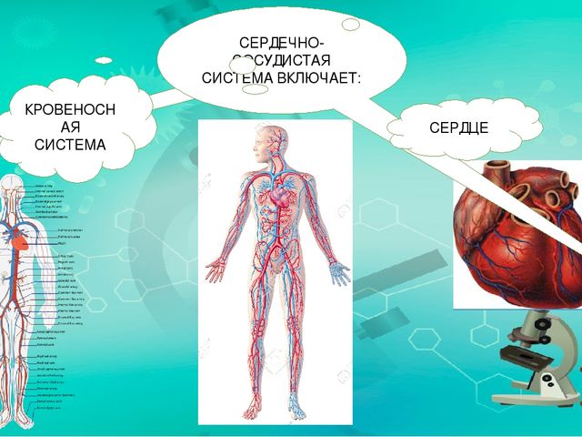 Презентация по ознакомлению с миром природы.Тема: Строение человека. Сердечно-сосудистая система.