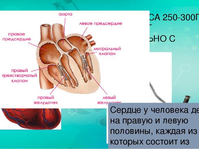 Презентация по ознакомлению с миром природы.Тема: Строение человека. Сердечно-сосудистая система.