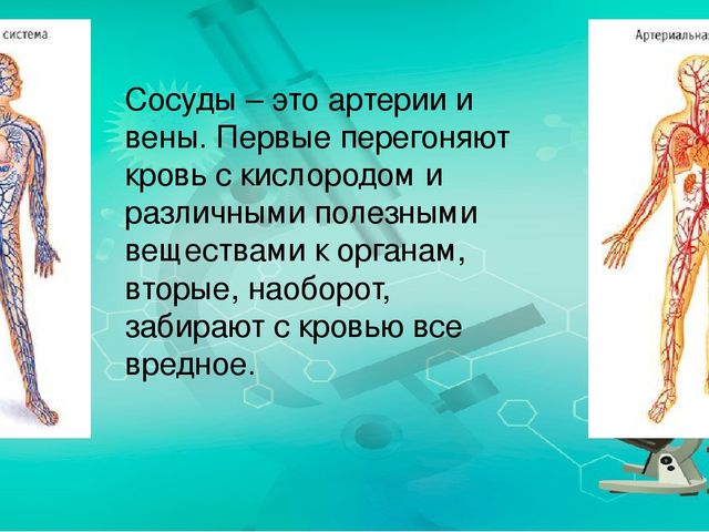 Презентация по ознакомлению с миром природы.Тема: Строение человека. Сердечно-сосудистая система.