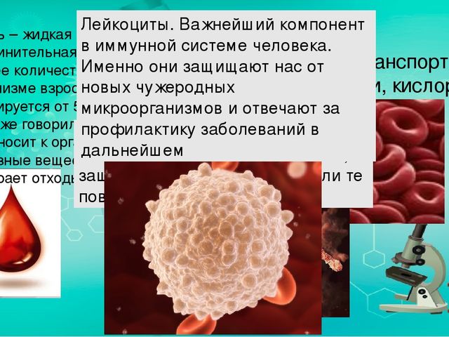 Презентация по ознакомлению с миром природы.Тема: Строение человека. Сердечно-сосудистая система.