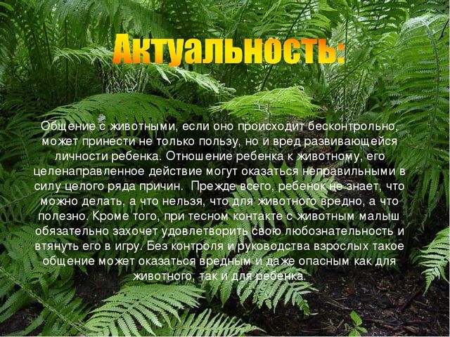 Презентация экологического проекта "Наши маленькие друзья"