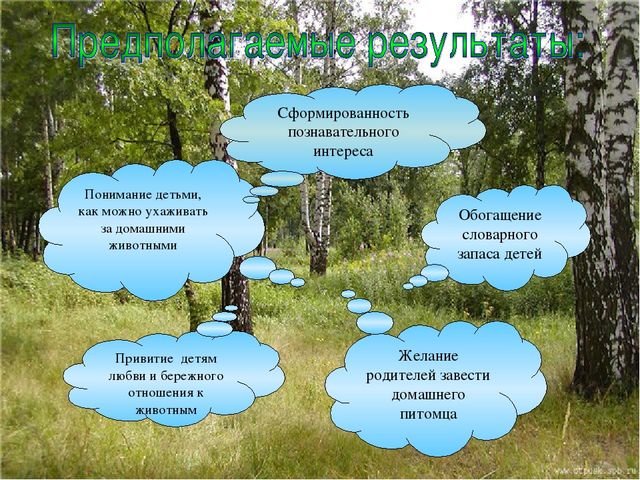 Презентация экологического проекта "Наши маленькие друзья"