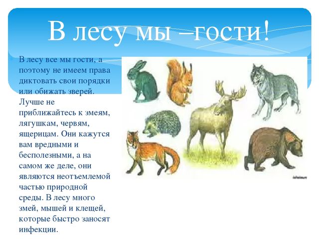 Презентация для дошкольников "О правилах безопасности в лесу"