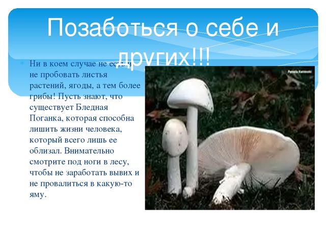 Презентация для дошкольников "О правилах безопасности в лесу"