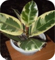 Picture 4