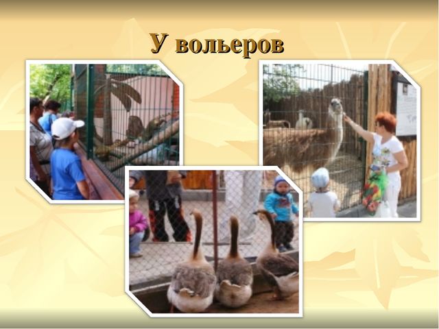 Презентация к ООД "Прогулка в зоопарк"