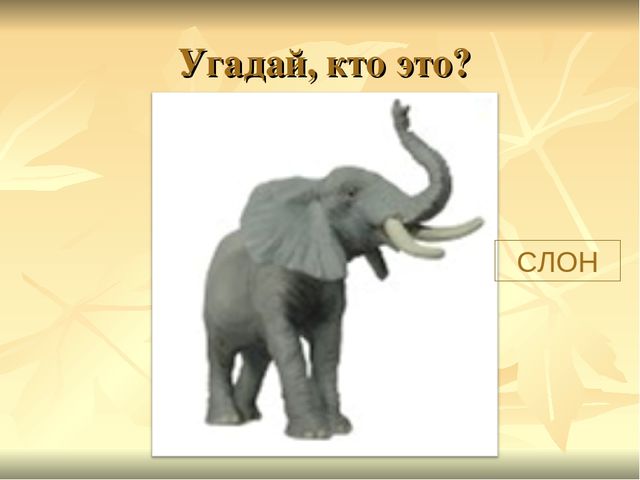 Презентация к ООД "Прогулка в зоопарк"