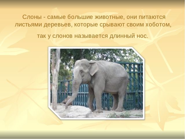 Презентация к ООД "Прогулка в зоопарк"