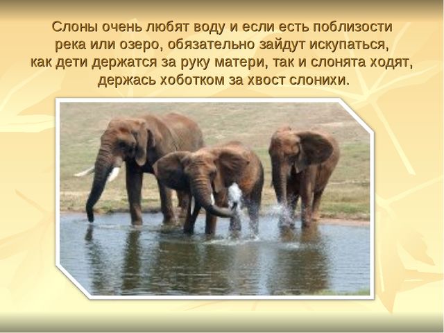 Презентация к ООД "Прогулка в зоопарк"