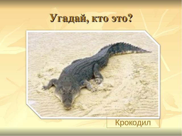 Презентация к ООД "Прогулка в зоопарк"