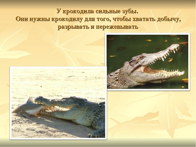 Презентация к ООД "Прогулка в зоопарк"