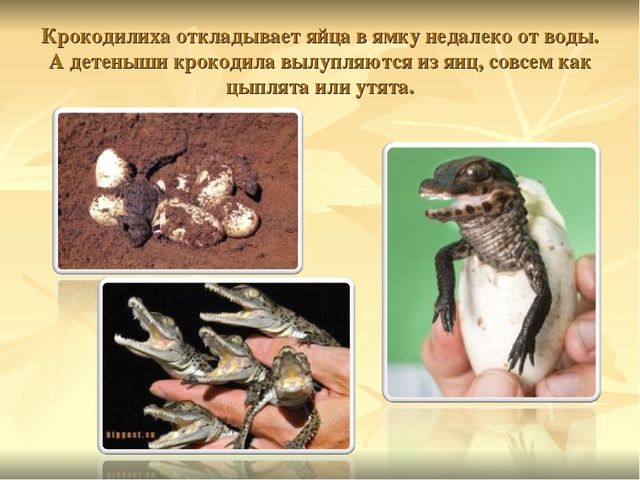 Презентация к ООД "Прогулка в зоопарк"