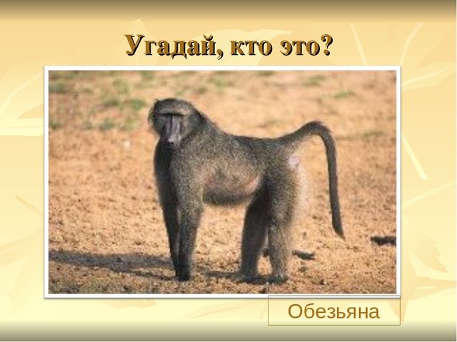 Презентация к ООД "Прогулка в зоопарк"