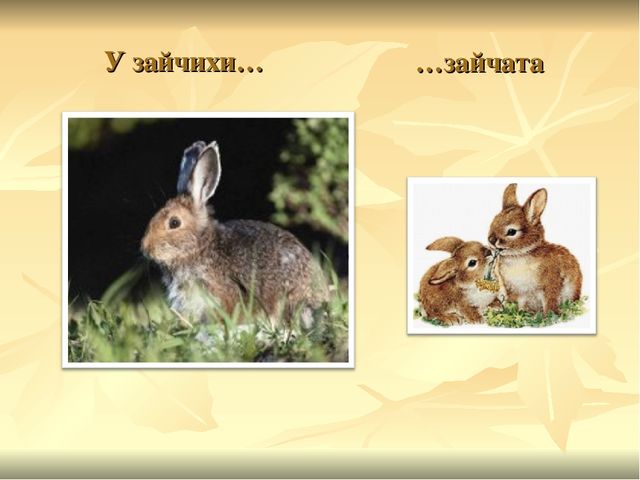 Презентация к ООД "Прогулка в зоопарк"
