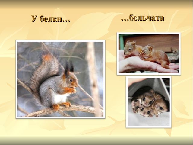Презентация к ООД "Прогулка в зоопарк"