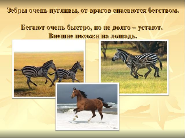 Презентация к ООД "Прогулка в зоопарк"