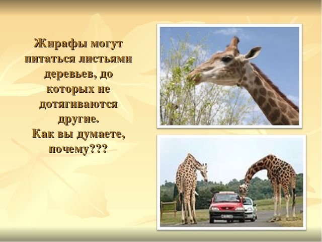 Презентация к ООД "Прогулка в зоопарк"