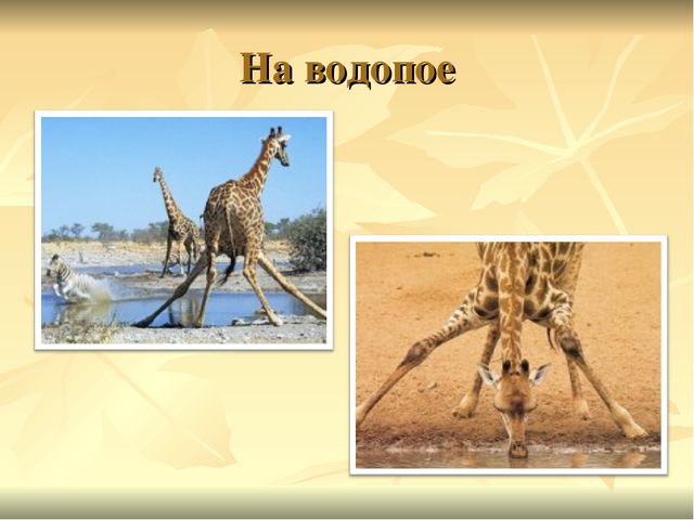 Презентация к ООД "Прогулка в зоопарк"