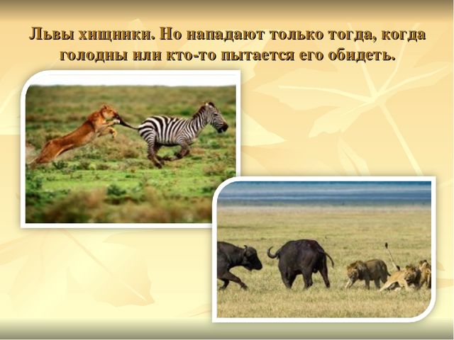 Презентация к ООД "Прогулка в зоопарк"