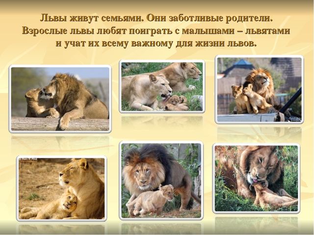 Презентация к ООД "Прогулка в зоопарк"