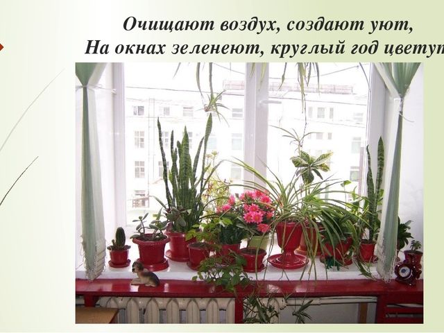 Презентация к НОД по экологии в старшей группе: «Комнатные растения»