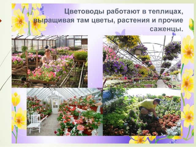 Презентация к НОД по экологии в старшей группе: «Комнатные растения»