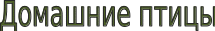 Shape1