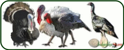 Picture 37