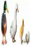 Picture 31