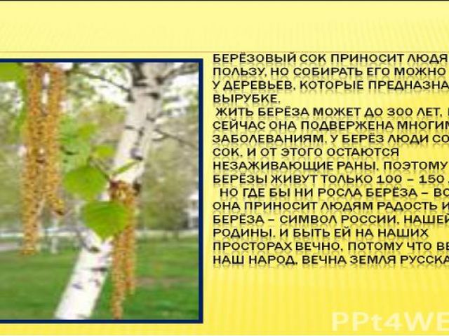 Презентация по познавательному развитию "Русская береза"