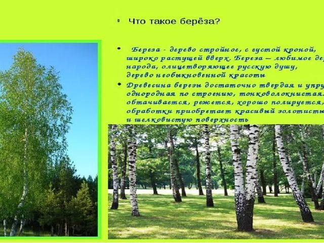 Презентация по познавательному развитию "Русская береза"