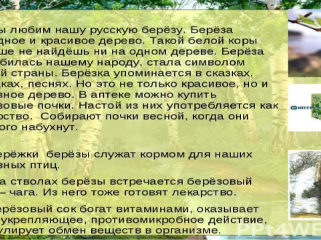 Презентация по познавательному развитию "Русская береза"