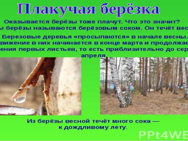 Презентация по познавательному развитию "Русская береза"