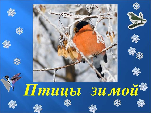 Презентация на тему: "Птицы зимой"