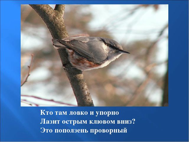 Презентация на тему: "Птицы зимой"