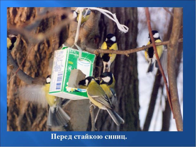 Презентация на тему: "Птицы зимой"