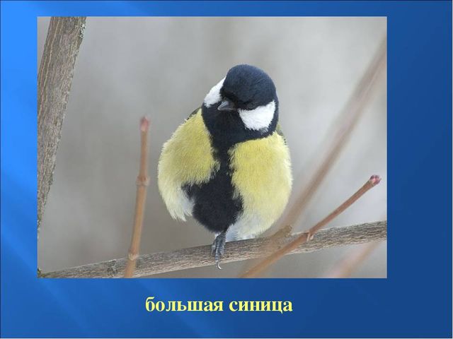 Презентация на тему: "Птицы зимой"