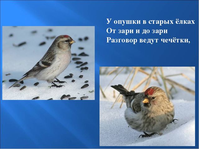 Презентация на тему: "Птицы зимой"