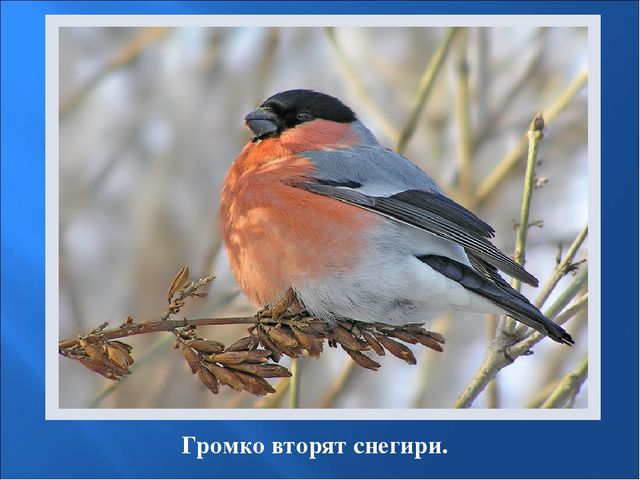 Презентация на тему: "Птицы зимой"